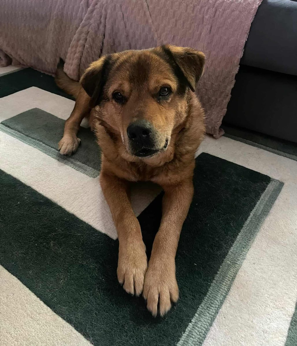 Stanley is back at our Cheshire kennels 😔
Can we find him a permanent home? 🙏
He is around 8 years old and such a lovely, gentle and friendly lad!
He does bark at himself in mirrors, but this is easily remedied!
He can live with kids 14+

Apply: pawprints2freedom.co.uk/apply