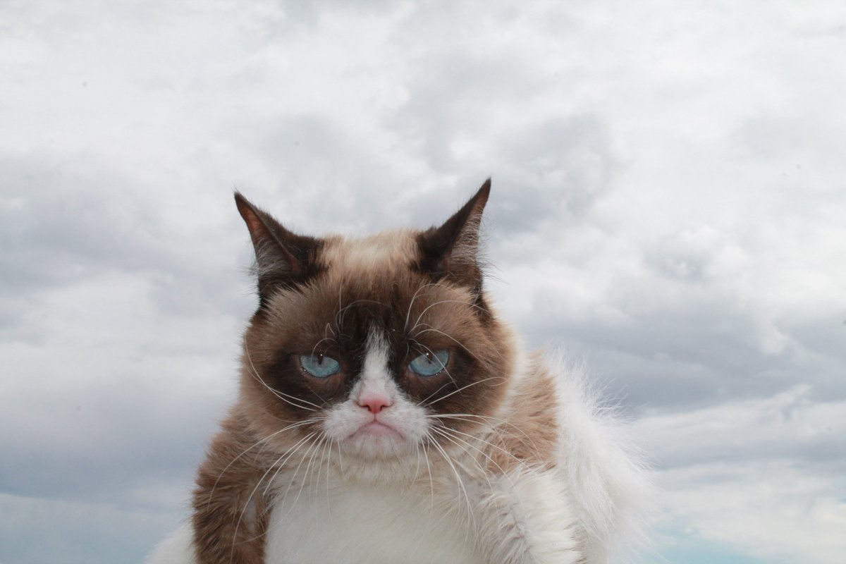 grumpycatcoin's tweet image. This is my bullish face.