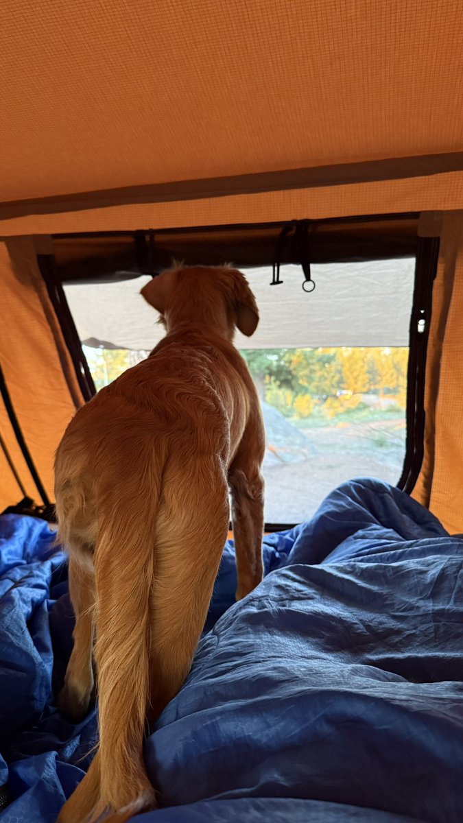 TheOSUBuckeye09's tweet image. Hey! Hey!!!!!!!! Wake up dad!!!! I see a squirrel that needs chased! #goldenretriever #goldenpup #squirrel #dogchase