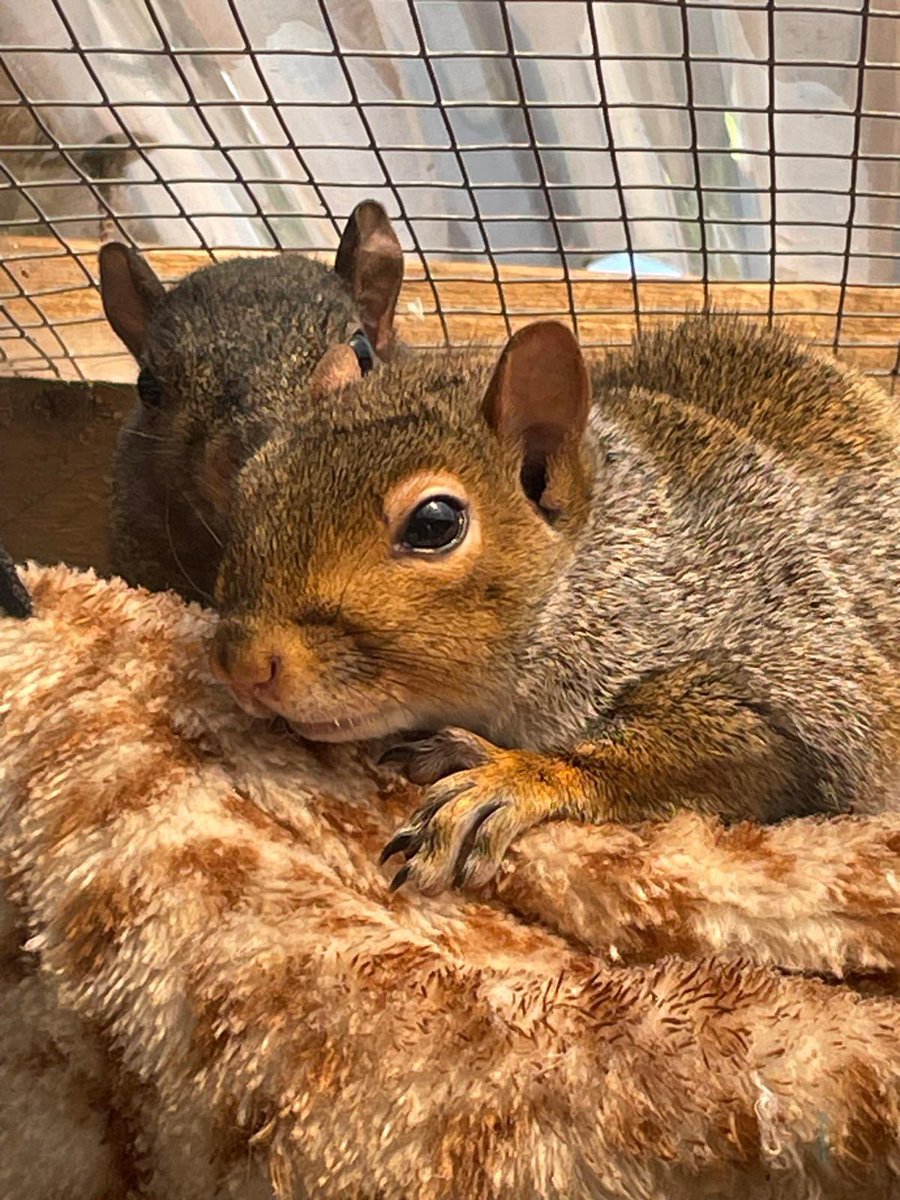AllumPaul's tweet image. Rusty and JJ 🖤🩶🐿️🐿️🐿️🐿️🐿️ hitchinsquirrelrescue.co.uk