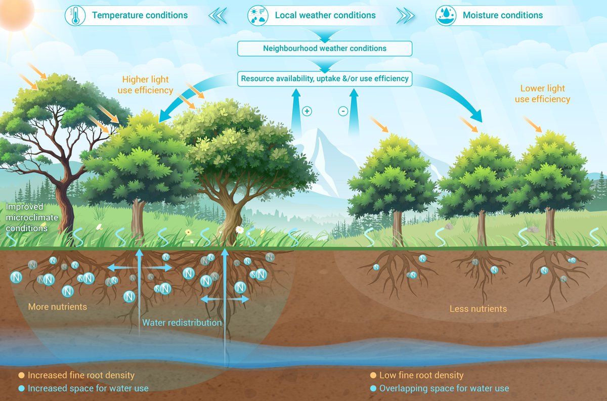 Trait-based neighbourhood effects modulate the growth-weather relationships of subtropical trees. Read more doi.org/10.59717/j.xin…
#Lifesciences #life #research #TIC2025