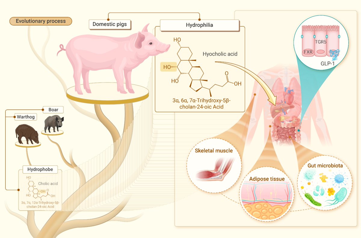 Hyocholic acid: A novel therapeutic strategy for metabolic syndrome. Read more doi.org/10.59717/j.xin…
#Lifesciences #Sciences #TIC2025