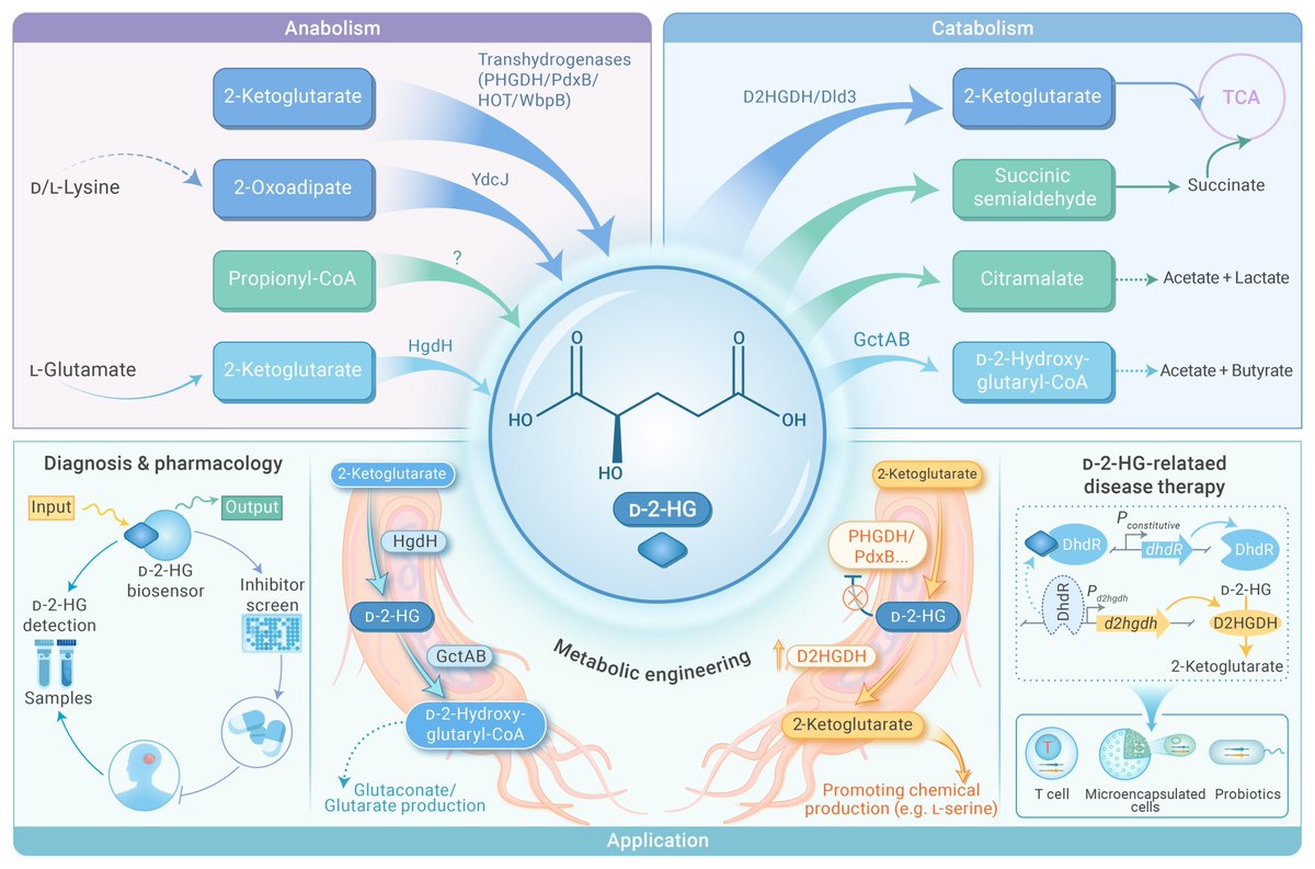 Metabolic functions of misunderstood D-2-hydroxyglutarate. Read more doi.org/10.59717/j.xin…
#Lifesciences #news #research #TIC2025