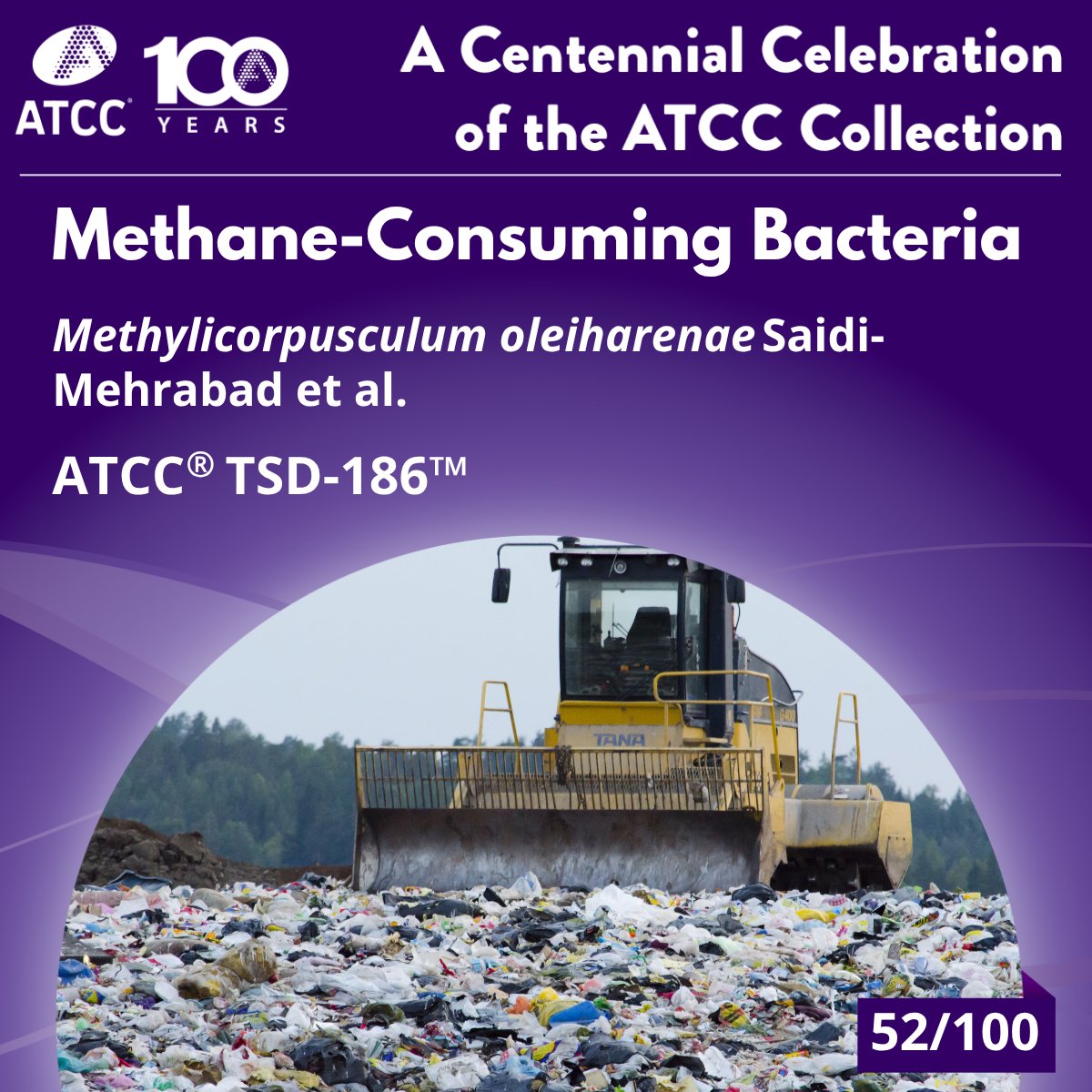 officialatcc's tweet image. Methane is a powerful greenhouse gas, but bacteria may help fight it. Methanotrophs like Methylicorpusculum oleiharenae consume methane and could be engineered to cut emissions by 75% by 2030—offering hope for climate change mitigation. ow.ly/Jzao50WnEUs
#100for100