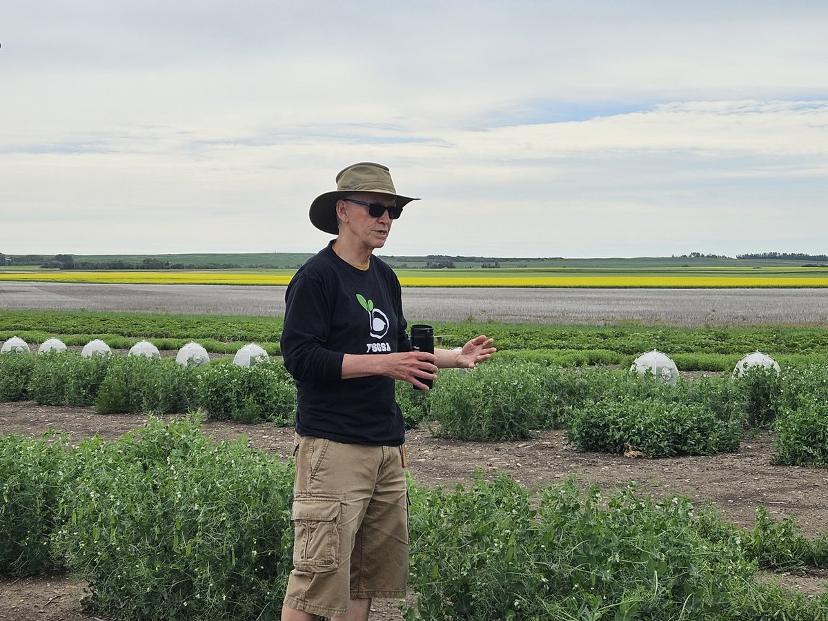 raju_aafc's tweet image. Thank you @tom_warken40864 and Kishore Gali for the insightful tour of the pea pre-breeding plots. An impressive genetic resource! @ShankarPahari @CDC_USask