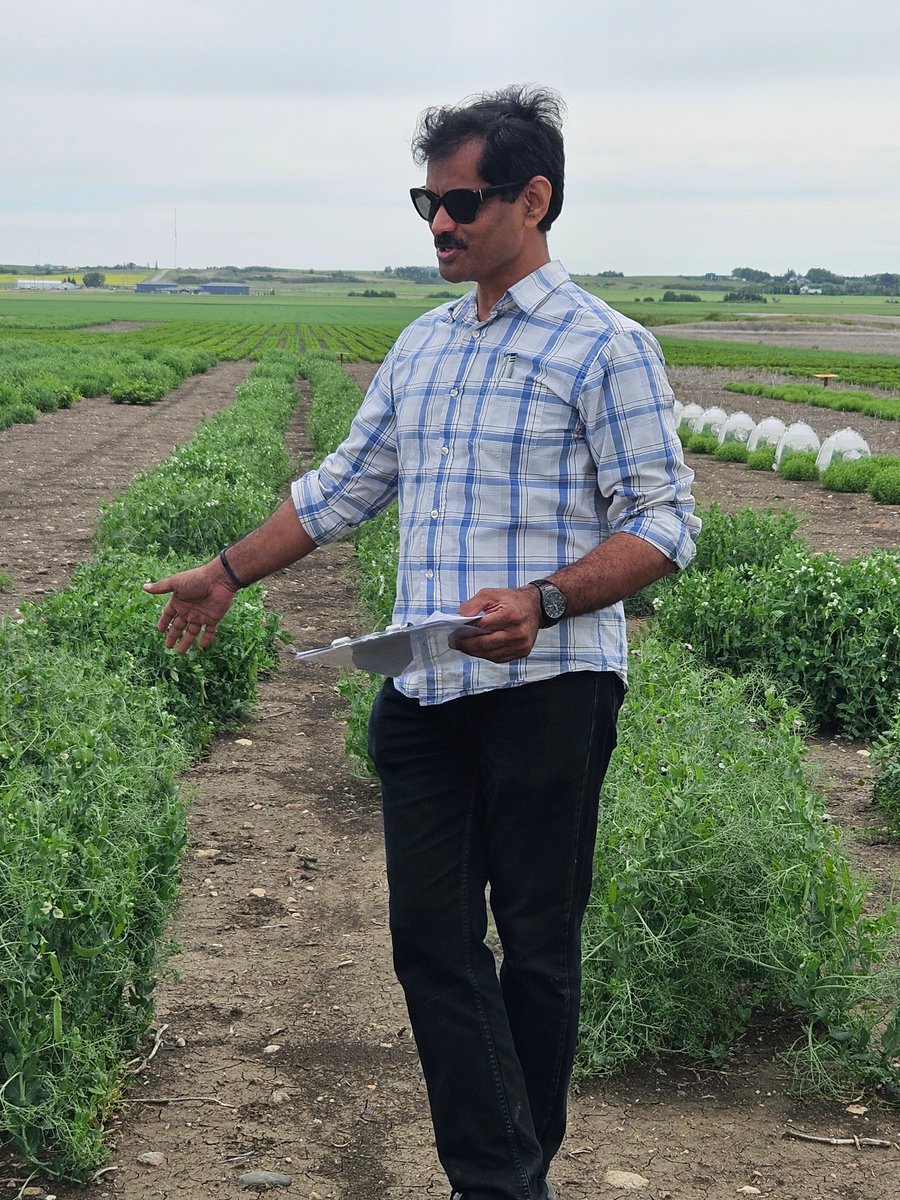 raju_aafc's tweet image. Thank you @tom_warken40864 and Kishore Gali for the insightful tour of the pea pre-breeding plots. An impressive genetic resource! @ShankarPahari @CDC_USask