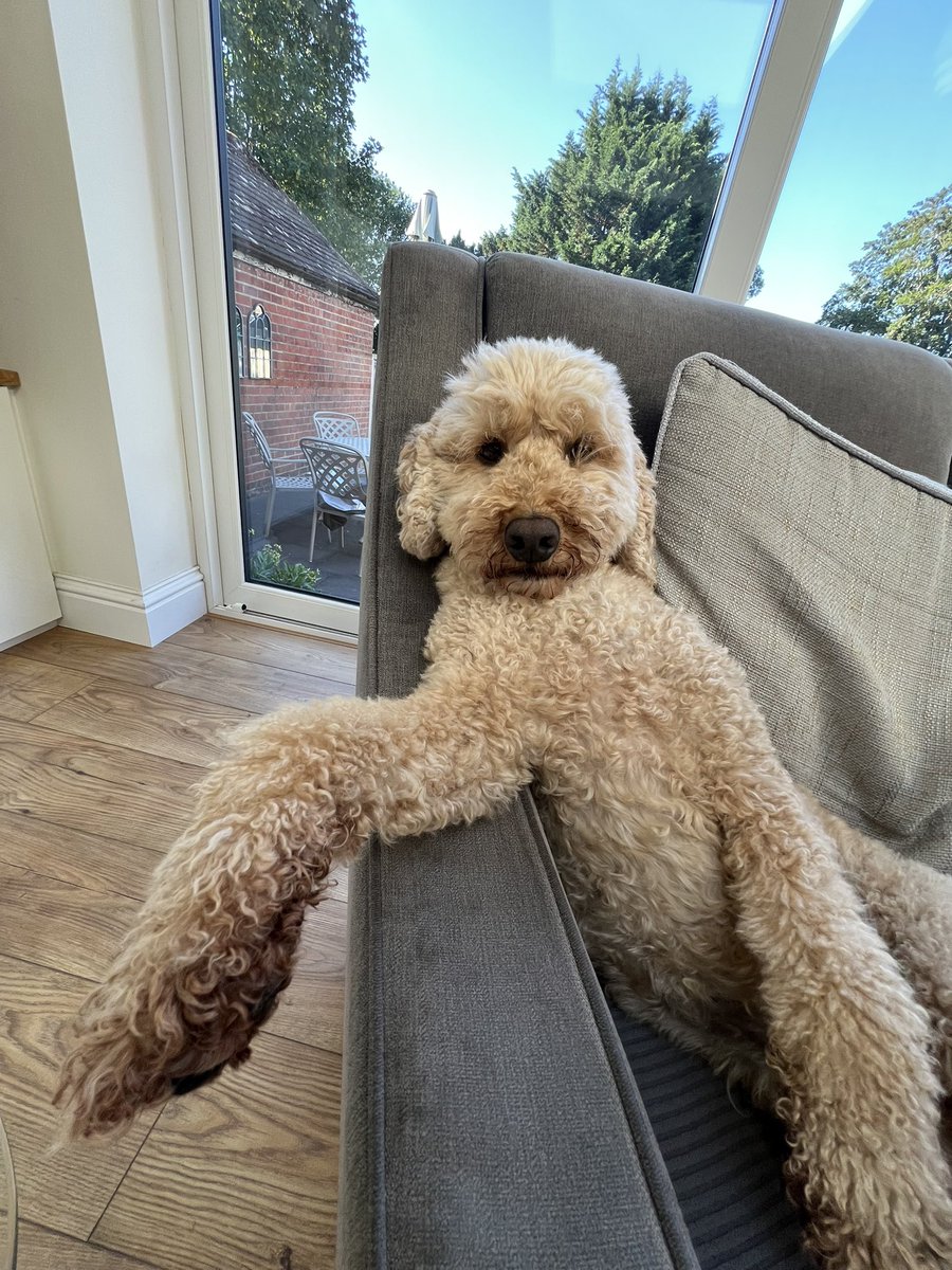 FutureGhost_Boo's tweet image. Sometimes I’m not sure my dog is actually a dog.
