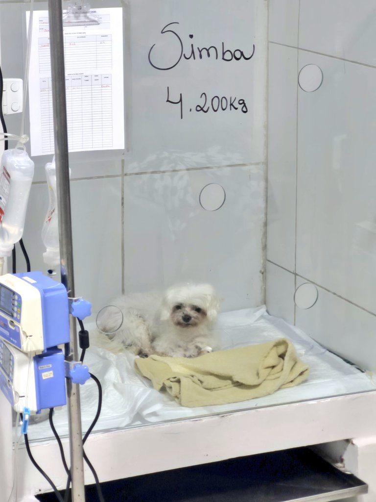 terciobrilhante's tweet image. Cheguei no veterinário e descobri que meu cachorro pesa 4 toneladas.