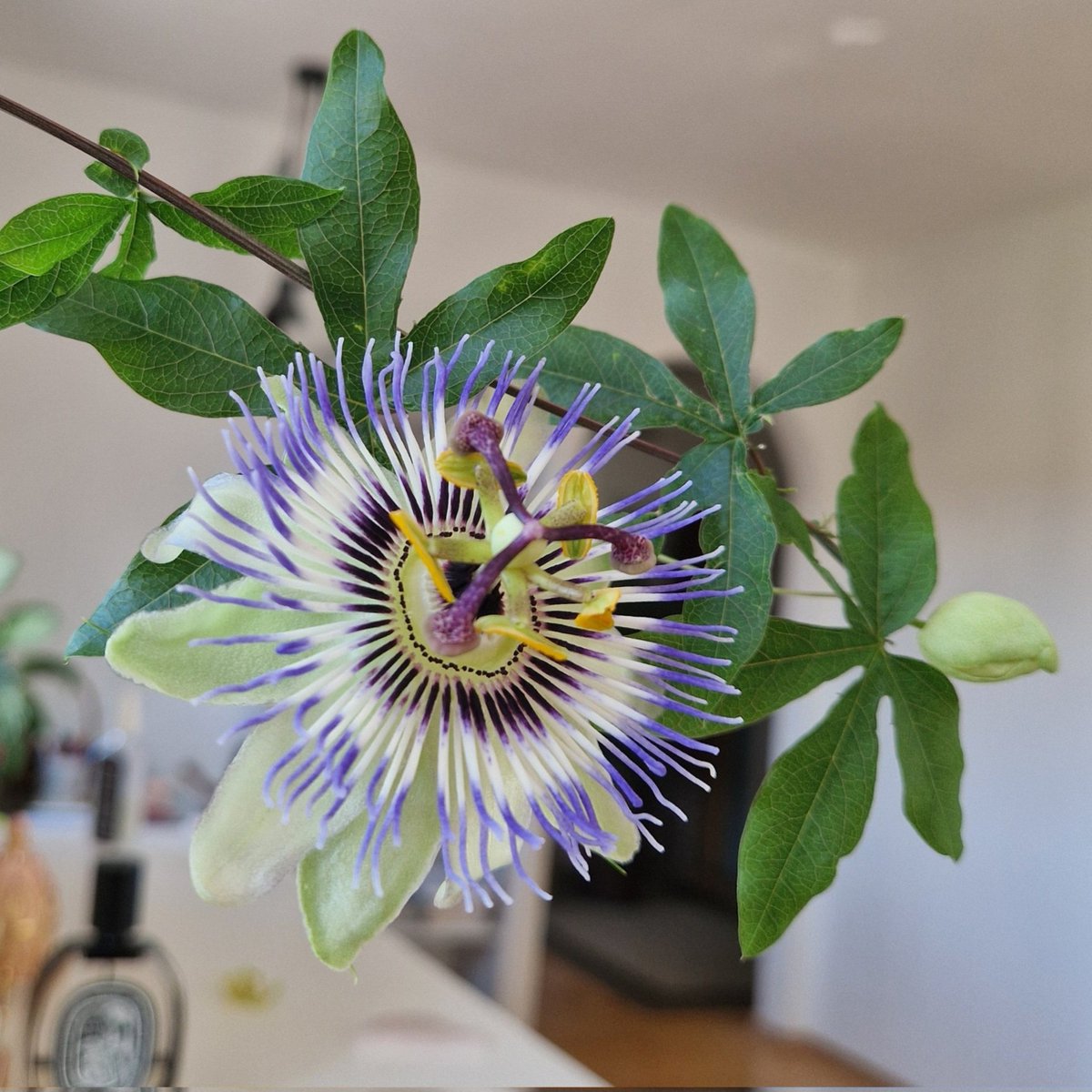 시계꽃은 단 하루 피어 있었고 꽃이 오므라들면서 그 자리에 연초록의 씨방이 생겨나더니 천천히 부풀며 열매로 변해갔다. 그 때는 너무 아쉬웠고 사진이라도 남겨 다행이었다. 그러나 지켜보니 하루뿐이었던 찬란함이 아주 허무하지 않다. 그날 하루는 끝이었지만 다음 생명의 완전한 시작이었으니까.