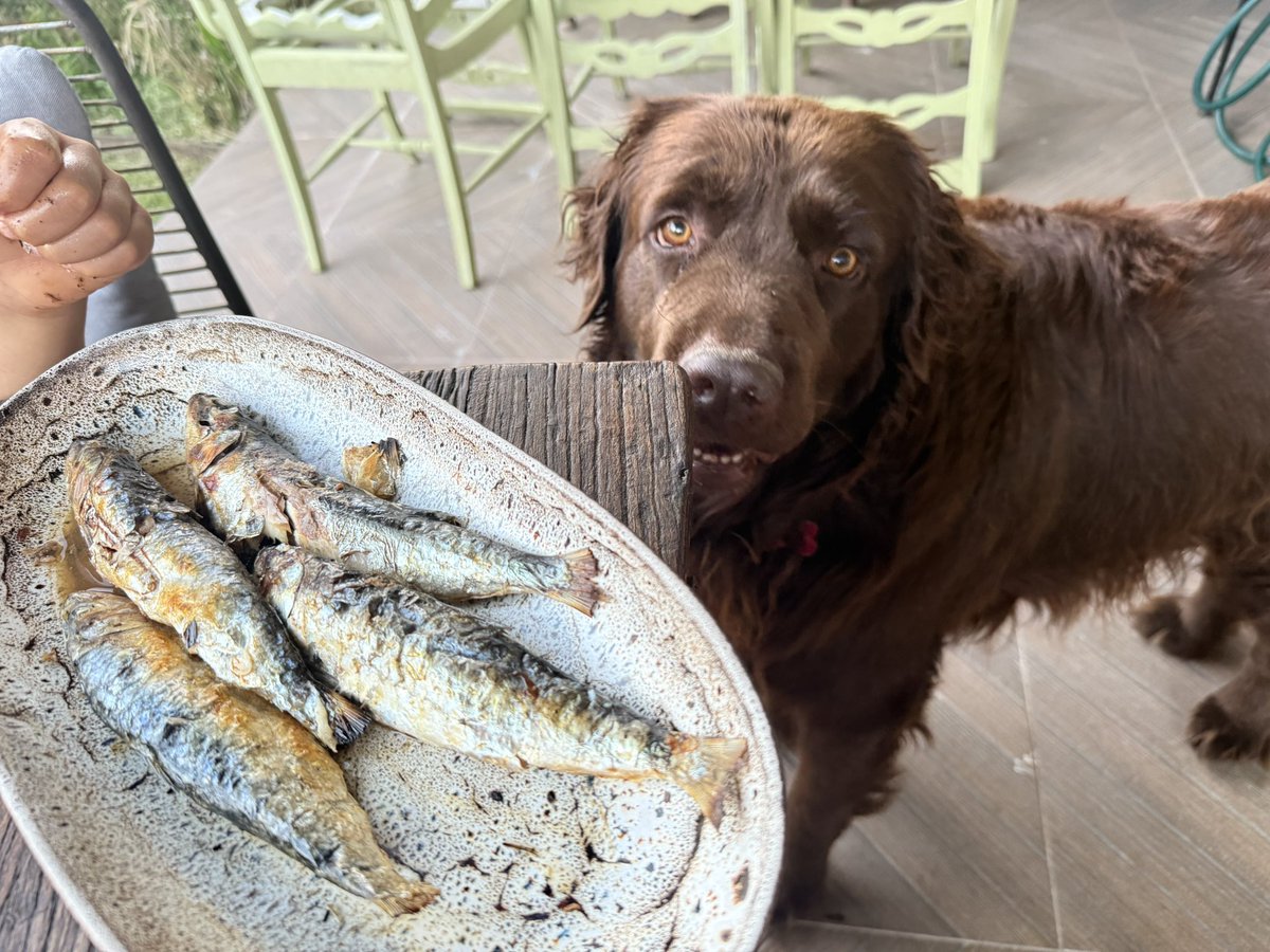 JavierInfanteB's tweet image. Sardinas a la brasa (siempre bajo la atenta mirada de Lolo), ensalada (buena lechuga, albahaca, piñones y peras de San Juan) y Valette maduro. Así cualquiera sale de casa.