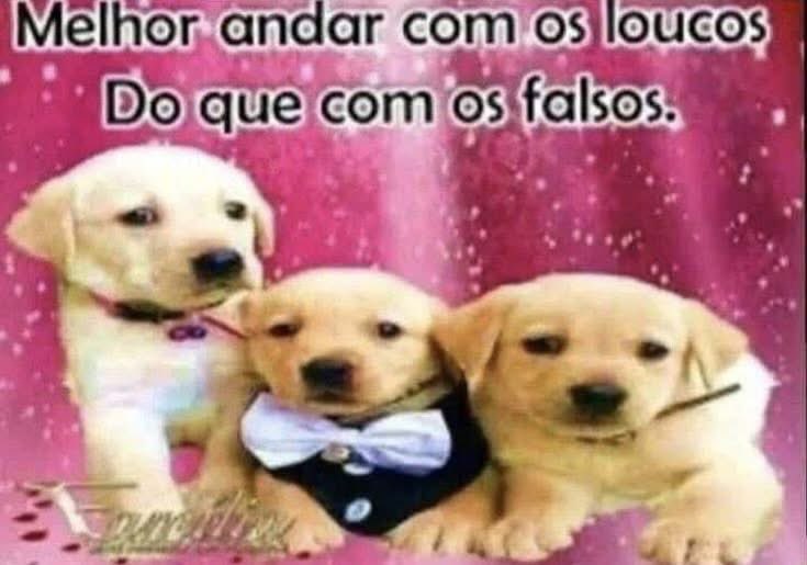 cachorrocore's tweet image. 