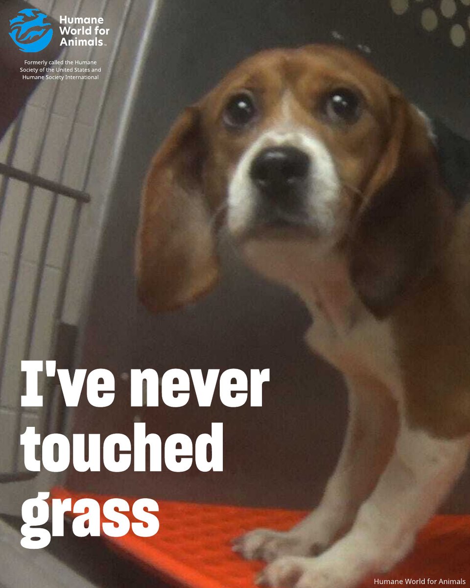 Tens of thousands of puppies are bred each year just to be experimented on in labs, often with your tax dollars. 

We must demand better.  

📢 Join us: Sign and share ➡️ hwfa.link/2x071025