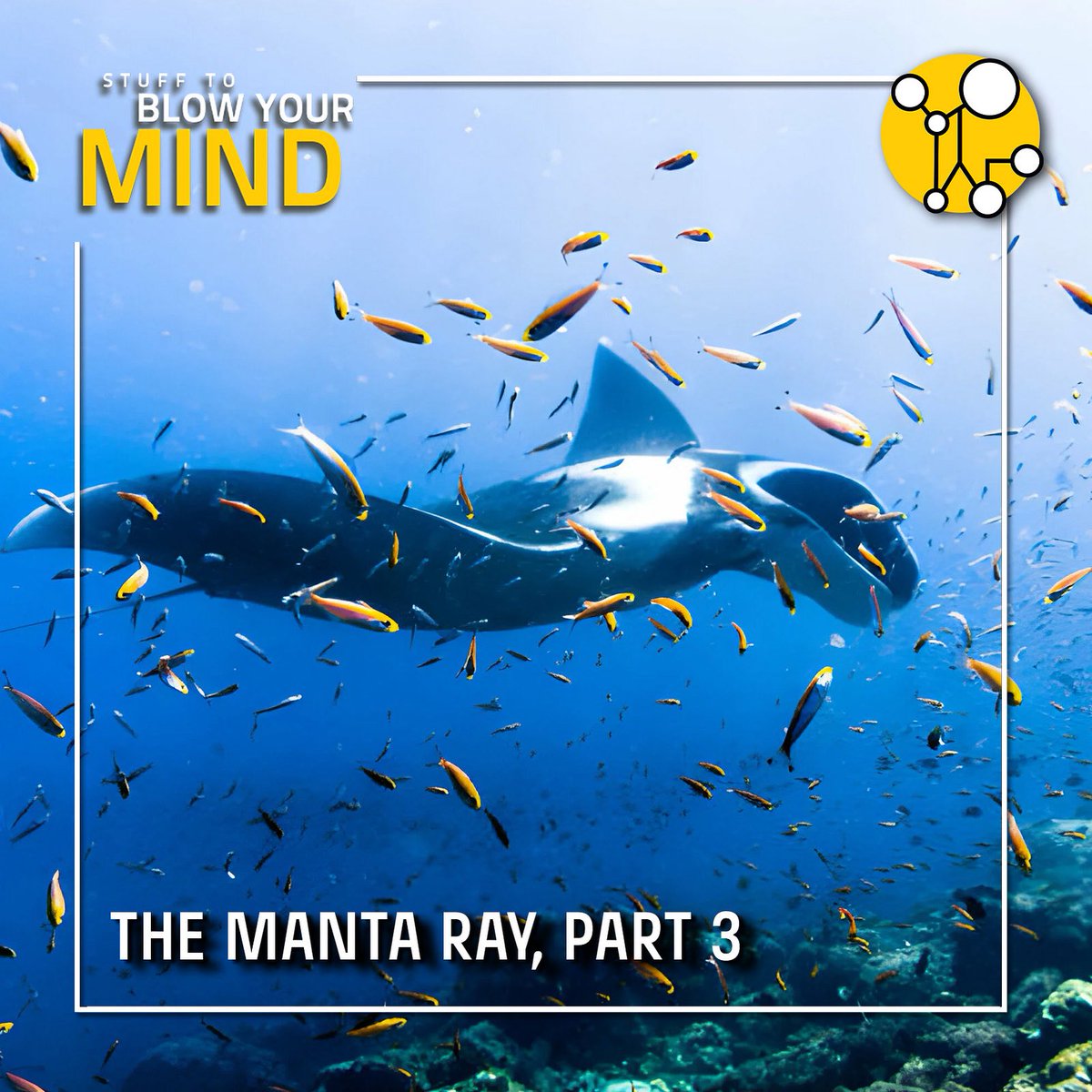In this series of episodes from Stuff to Blow Your Mind, Robert and Joe discuss the majestic manta ray. In this episode, learn all about their parasites, brains and cleaning stations.

omny.fm/shows/stuff-to…