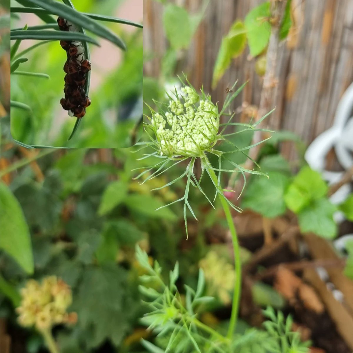 thenmakeachange's tweet image. #WelcomeToNature
Anderthalb Monate #Naturbalkon - artgerechte Haltung auch für Menschen
🐛🦟🐜🐝🦋🕸🌿🌸🌼🌺🍓