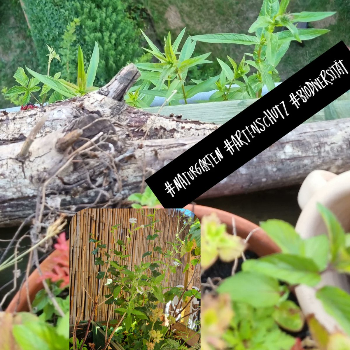 thenmakeachange's tweet image. #WelcomeToNature
Anderthalb Monate #Naturbalkon - artgerechte Haltung auch für Menschen
🐛🦟🐜🐝🦋🕸🌿🌸🌼🌺🍓