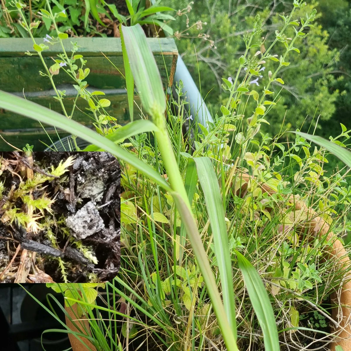 thenmakeachange's tweet image. #WelcomeToNature
Anderthalb Monate #Naturbalkon - artgerechte Haltung auch für Menschen
🐛🦟🐜🐝🦋🕸🌿🌸🌼🌺🍓