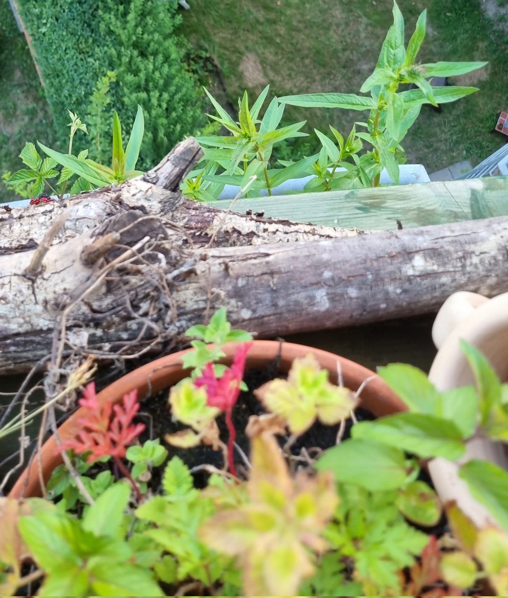 thenmakeachange's tweet image. #WelcomeToNature
Anderthalb Monate #Naturbalkon - artgerechte Haltung auch für Menschen
🐛🦟🐜🐝🦋🕸🌿🌸🌼🌺🍓