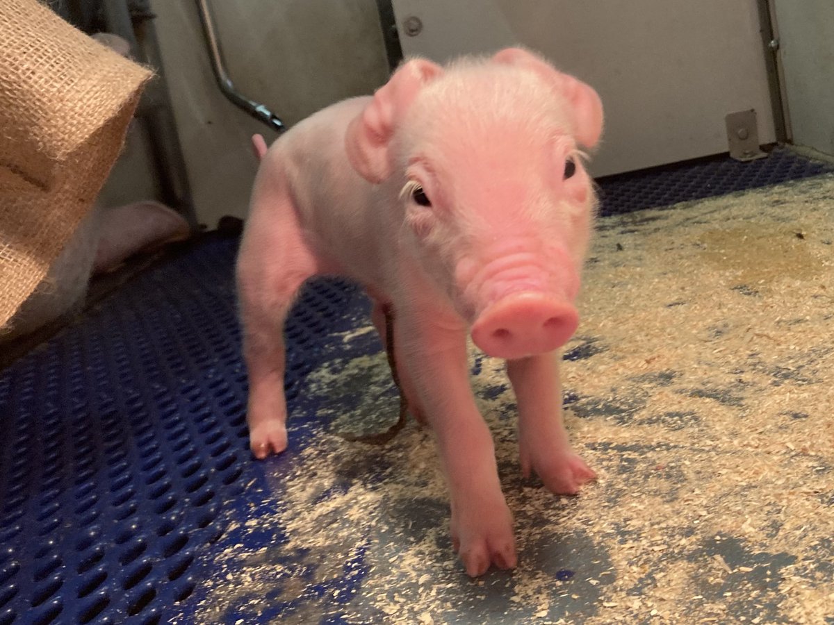 Truste vanuit de warme kraamkamers 🥰❤️🐷