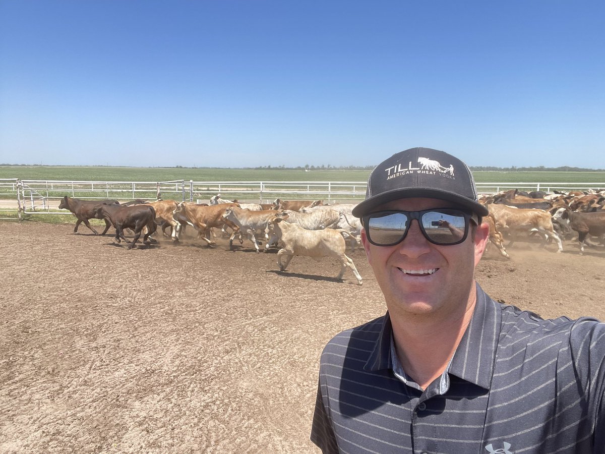 brettsbro's tweet image. june 2025 in the fat cattle business, what a trip. fresh feeders wouldn’t stop for a photograph…
m.youtube.com/watch?v=dwCZ7f…