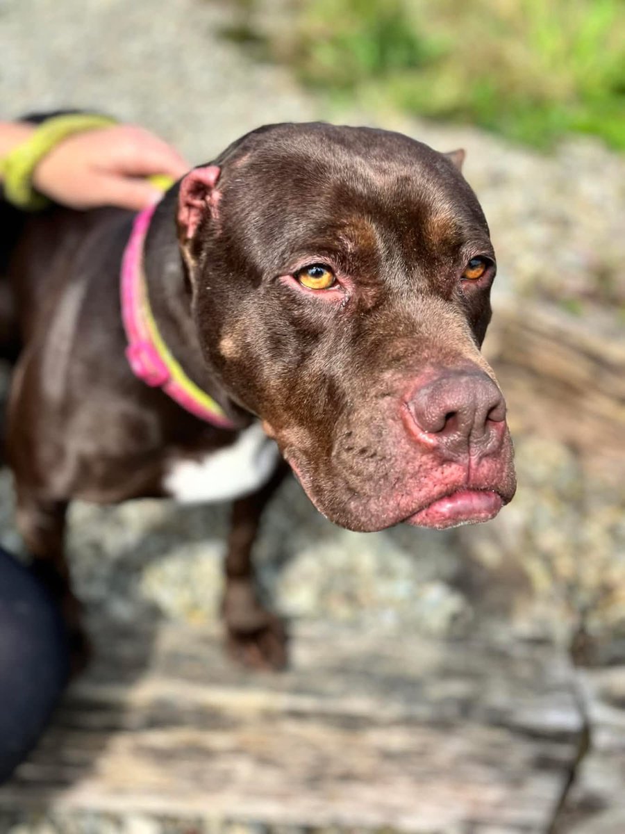 WWPdogs's tweet image. 🥳🩷🐾 ADOPTION UPDATE - BUBBLES 🥳🩷🐾 Well something rather special happened last weekend. beautiful Bubbles finally found her forever home! It's been a long time coming, nearly 3 years. she's gone to live with a wonderful family who have been watching her story for a long time