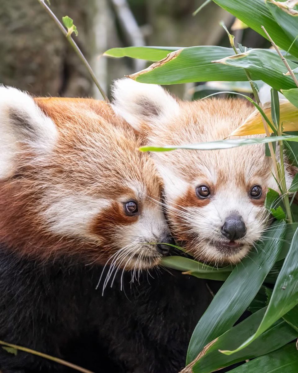 RedPandaNetwork's tweet image. We love our conservation partners as much as Akashi loves Tashi ♥
Blackpool Zoo is home to these sweet siblings and a key partner in the conservation of wild red pandas and their habitat 🐾
We are so grateful for their support! Thank you, @BlackpoolZoo!
📸: Alison Allen…