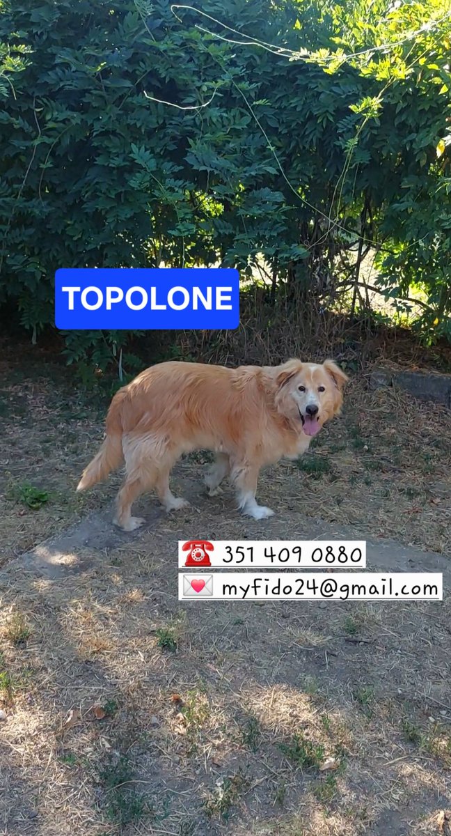 volaurentina's tweet image. TOPOLONE ora sta molto meglio. L'operazione per l'asportazione della milza è solo un lontano ricordo. Ha solo un livello basso di leishmaniosi, per il resto è in gran forma.
Circa 6 anni, super affettuoso ma con un caratterino che ci fa consigliare un'adozione come figlio unico.