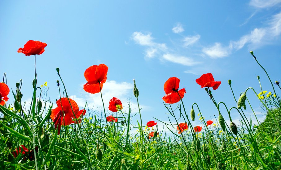 Amnesty International tweet media