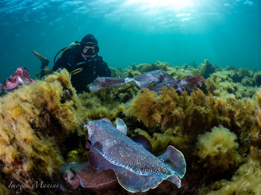 CephalopodToday's tweet image. "Day 37: They have accepted me as one of their own"
🦑📷imogenisunderwater (inaturalist.ca/observations/2…)