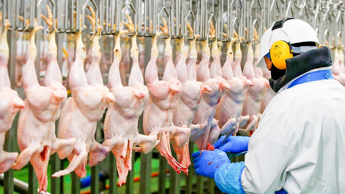 GisubizooSam's tweet photo. Healthy chickens = delicious meat π! Raised ethically β€οΈ, fed clean π₯, and grown sustainably π. Every bite is full of protein and flavor π₯. Perfect for your next meal! #ChickenLove
#Farmwithsam https://t.co/FFdOuWA5QU