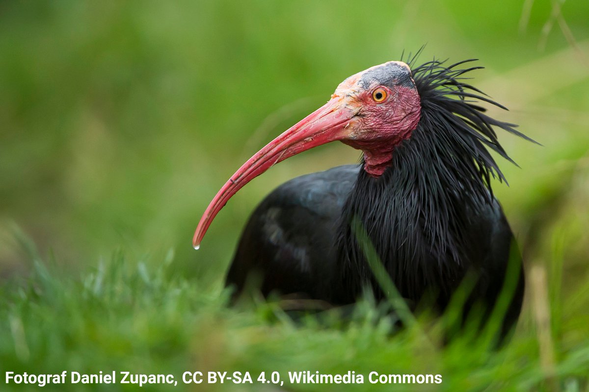 AMNH's tweet image. Bald is beautiful, just ask the Northern Bald Ibis! Scientists think its featherless face, neck, & throat help regulate this bird’s body temperature. The bare skin may assist in releasing some of the heat that its dark plumage is prone to absorbing.