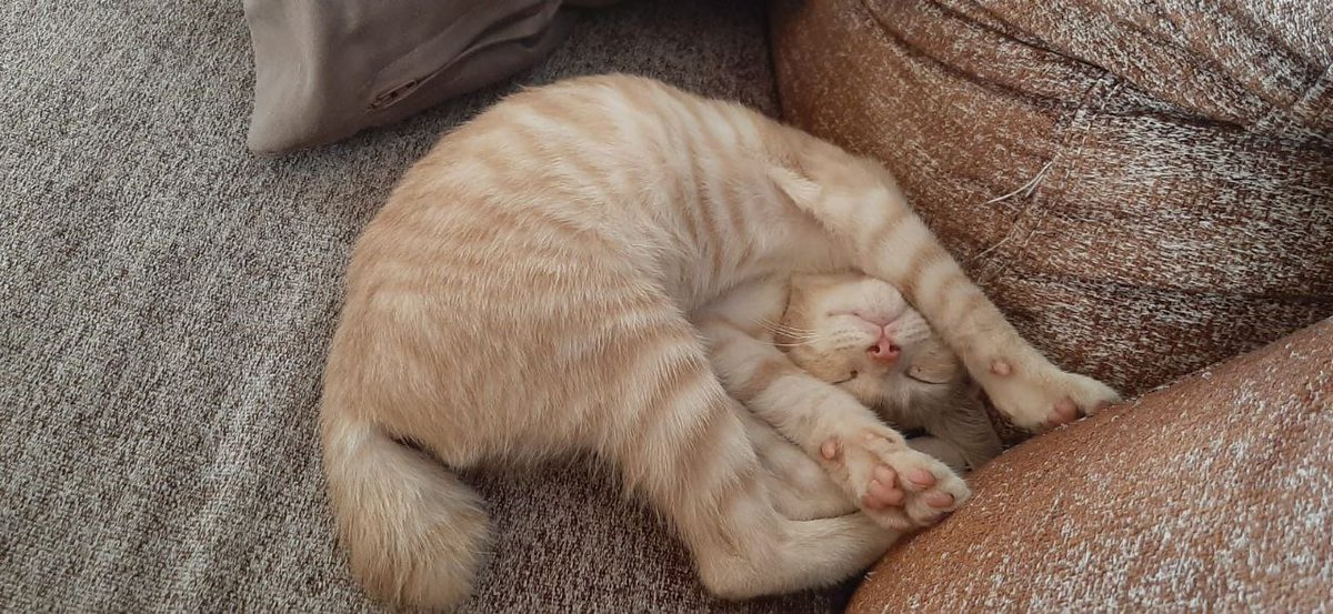 Proviamo a trovare adozione a questo gattino?
Ha 3 mesi, spulciato e sverminato, molto socievole.
Sulla motivazione del perché la tipa vuole rimetterlo in strada (e sul perché diavolo l'abbia mai preso) mi taccio