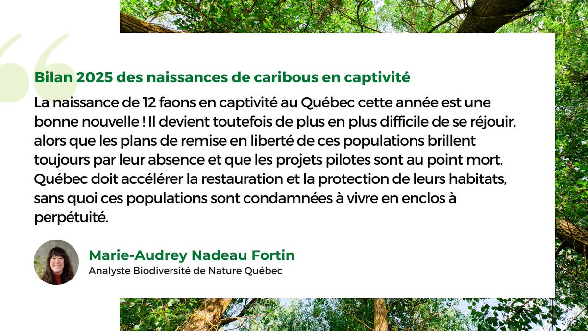 Le gouvernement du Québec présente aujourd’hui le bilan 2025 des naissances de caribous dans les installations de Val-d’Or, Charlevoix et Gaspésie. Une bonne nouvelle, mais assombrie par l’inaction qui persiste dans ce dossier.

👉 Lire l'article : buff.ly/im8dpdc