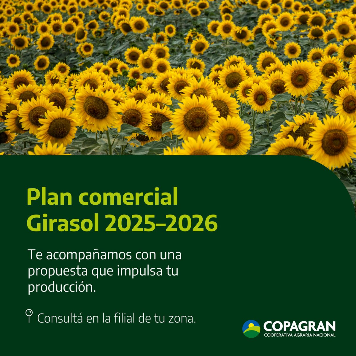 🌻 Ya está en marcha el Plan Comercial de Girasol 2025/2026.

Una propuesta diseñada para que produzcas con seguridad y planificación.

📞 Consultá en la filial de tu zona.
