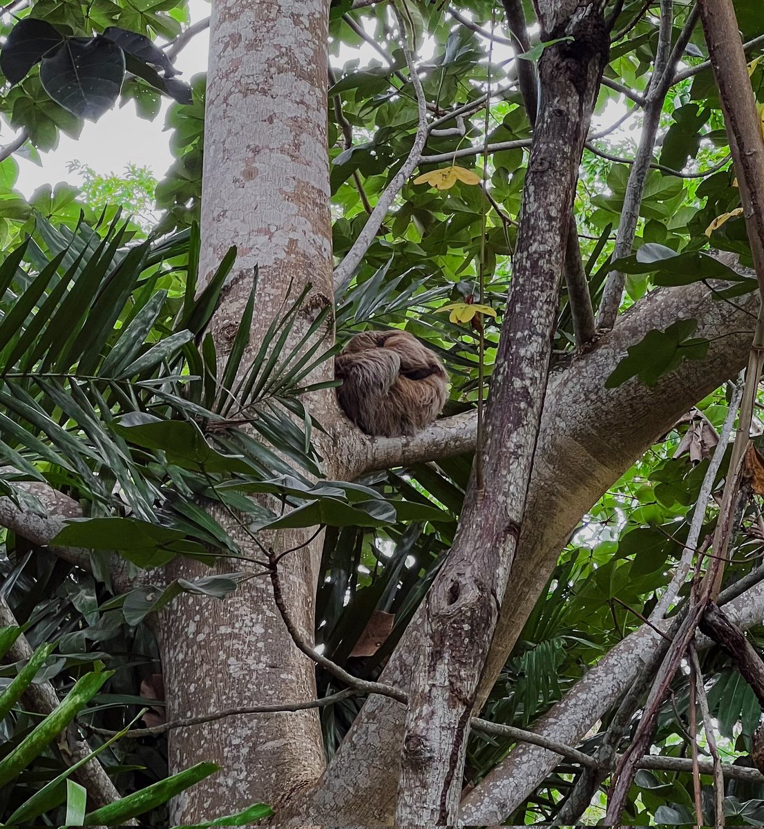 Hoy nació el primer perezoso en los jardines del Biomuseo 🦥🤩
Especie: Perezoso de dos dedos (Choloepus hoffmanni)