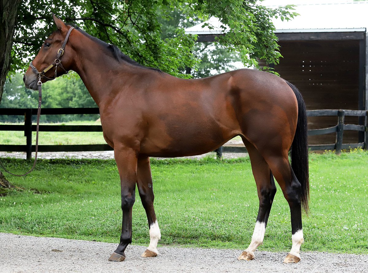 KY Horse Council (@kentuckyhorse) on Twitter photo 🐴 𝐇𝐚𝐩𝐩𝐲 #𝐅𝐢𝐧𝐝𝐀𝐅𝐫𝐢𝐞𝐧𝐝𝐅𝐫𝐢𝐝𝐚𝐲! 🐴
This week's featured adoptable horse is Aplomb, a 2023 16.2h gelding currently available for adoption from <a href="/SecondStride/">Second Stride</a>.
Visit his profile to learn more! secondstride.org/horse/aplomb/ 🐴 𝐇𝐚𝐩𝐩𝐲 #𝐅𝐢𝐧𝐝𝐀𝐅𝐫𝐢𝐞𝐧𝐝𝐅𝐫𝐢𝐝𝐚𝐲! 🐴
This week's featured adoptable horse is Aplomb, a 2023 16.2h gelding currently available for adoption from <a href="/SecondStride/">Second Stride</a>.
Visit his profile to learn more! secondstride.org/horse/aplomb/