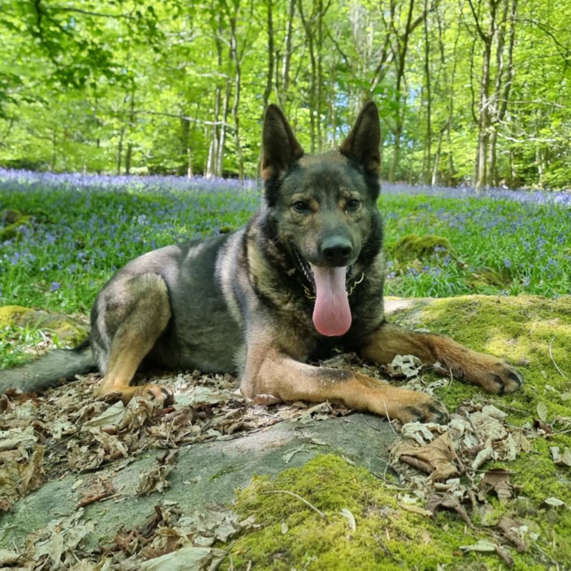 ThinBluePaw's tweet image. We’re sending lots of love and get well soon wishes to PD Jura from Leicestershire Police, who underwent lifesaving surgery last night for gastric torsion. Luckily, his handler, PC Sewell, spotted the signs quickly and rushed Jura to the vets straight away. Jura’s surgery was…