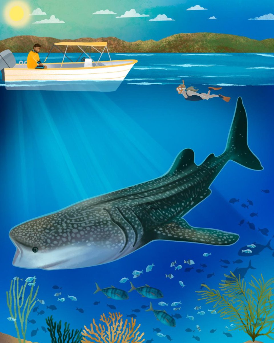 Sharing the ocean with the world’s largest fish is pure magic. From Indonesia to Baja California, these gentle giants create unforgettable moments.

Terry Ward shares her story and top spots to swim with them. Read more: padi.co/spi41hky

🖊 Terry Ward | 🎨 Lauren Rebbeck
