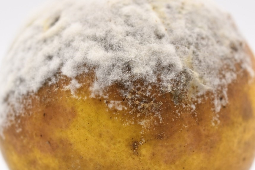 UF/IFAS Citrus REC (@ufifascitrusrec) on Twitter photo Tip of the Week: Best Practices for Brown Rot Management tinyurl.com/2rs5kn2z #AllInForCitrus <a href="/UFPlantPath/">UF/IFAS Plant Pathology Department</a> Tip of the Week: Best Practices for Brown Rot Management tinyurl.com/2rs5kn2z #AllInForCitrus <a href="/UFPlantPath/">UF/IFAS Plant Pathology Department</a>