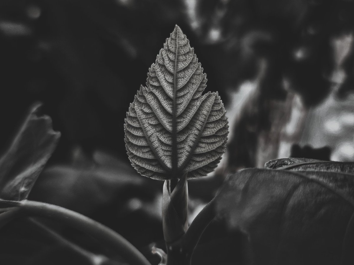 Ali Karimi tweet media