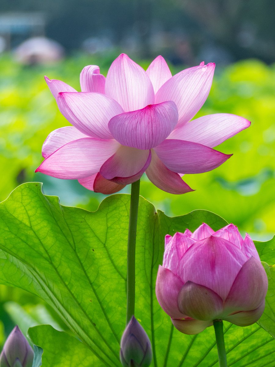 おはようございます。♪

皆さんにとって佳き一日でありますように。

昨日も沢山ありがとうございました。

本日も宜しくお願いします。

photo : 7/6、上野不忍池🪷

#TLを花で一杯にしよう