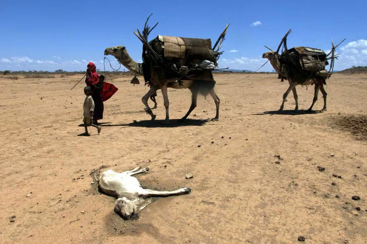 Ilyasdawaleh's tweet image. La vie nomade dans toute notre région de la Corne d’#Afrique traverse un tournant historique. Face à des #chocs #climatiques devenus plus fréquents et plus violents.
Quand mobilité pastorale ne rime plus avec #résilience.
Quand l’eau et les pâturages se raréfient…