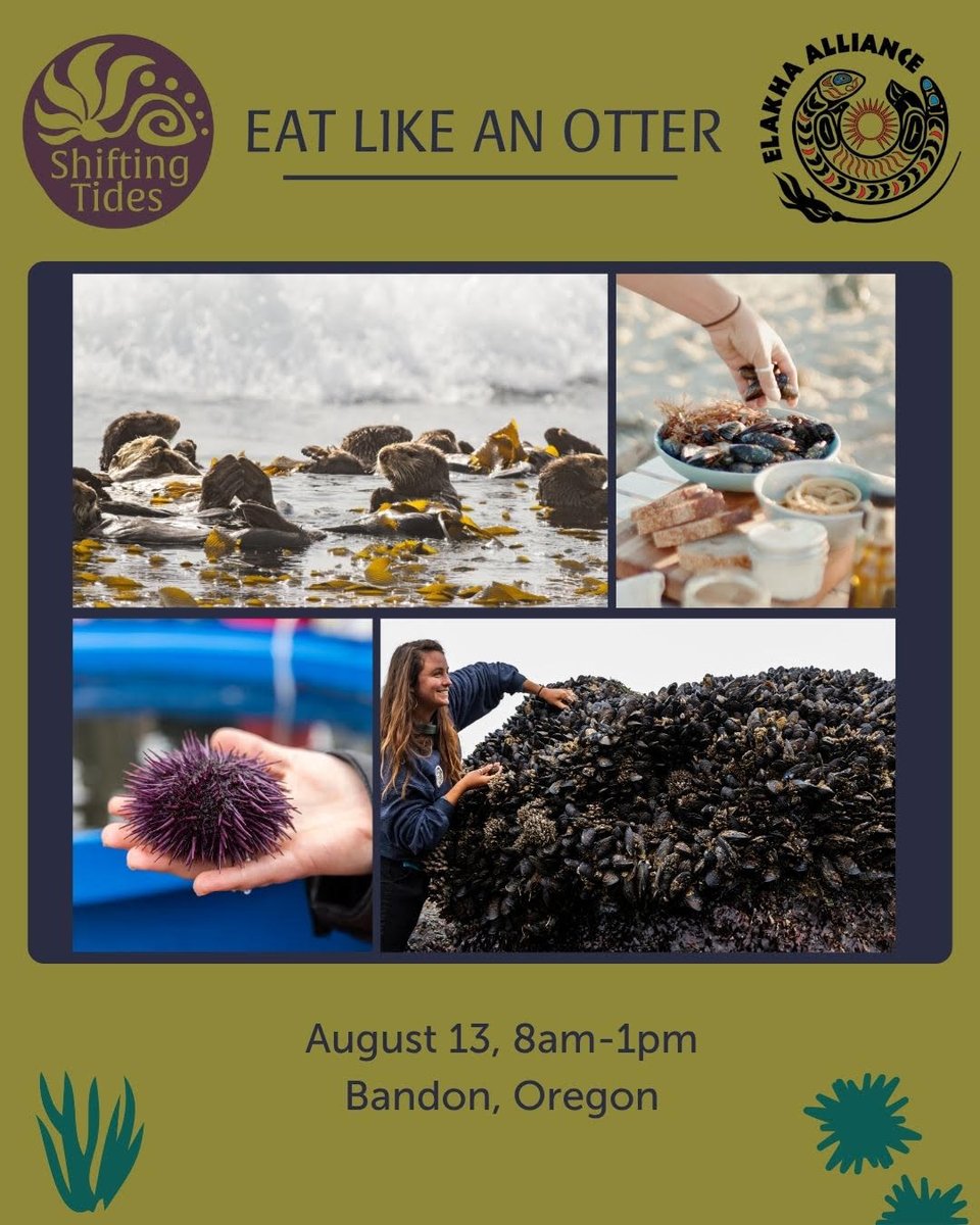 ElakhaA's tweet image. We&apos;re pleased to partner with Shifting Tides NW for a special #seaotter event on the south coast! You&apos;ll forage for tasty ocean snacks and learn how to cook them at the Port of Bandon. #oregoncoast #oregon #seafood

Reserve your spot today! --&amp;gt; shiftingtidesnw.com/workshops/eatl…