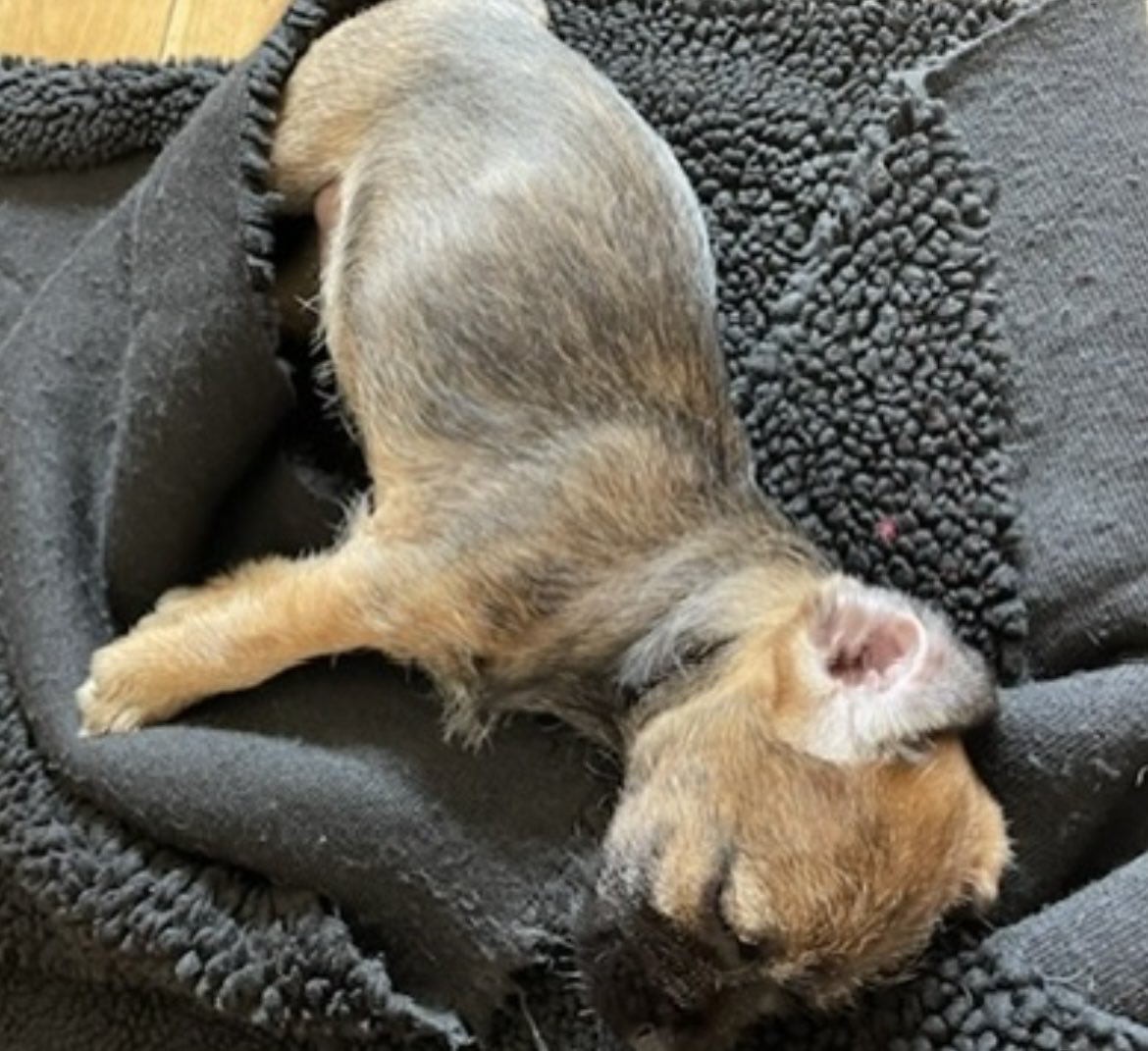 #ThrowbackThursday 
When I was a teeny new pupster just arrived with M&amp;D 🥰❤️
#BTPosse