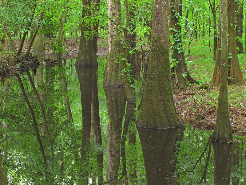 Weston Lake in Congaree National Park, SC is an oxbow lake formed when the Congaree River changed course. And it's 1 of 55 nationally recognized geoheritage sites featured in the USGS Geoheritage Sites of the Nation Explorer. ow.ly/auk450WnWbq