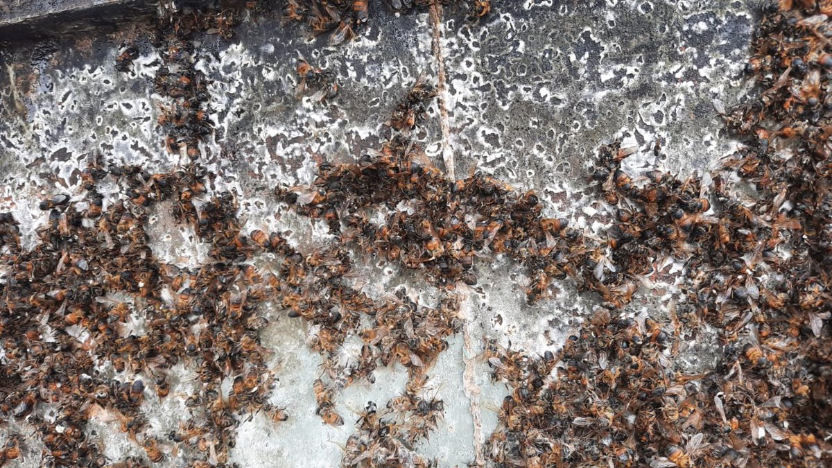 🐝 #SOSAbejas | En mayo se reportó la muerte de 25 colmenas en Saquisilí, Cotopaxi, por uso de los insecticidas Dichlorvos y Spinosad, ambos tóxicos para las abejas.
📢 Exigimos la reparación de los daños y que se tomen medidas urgentes para evitar más pérdidas.
#AbejaYoTeElijo