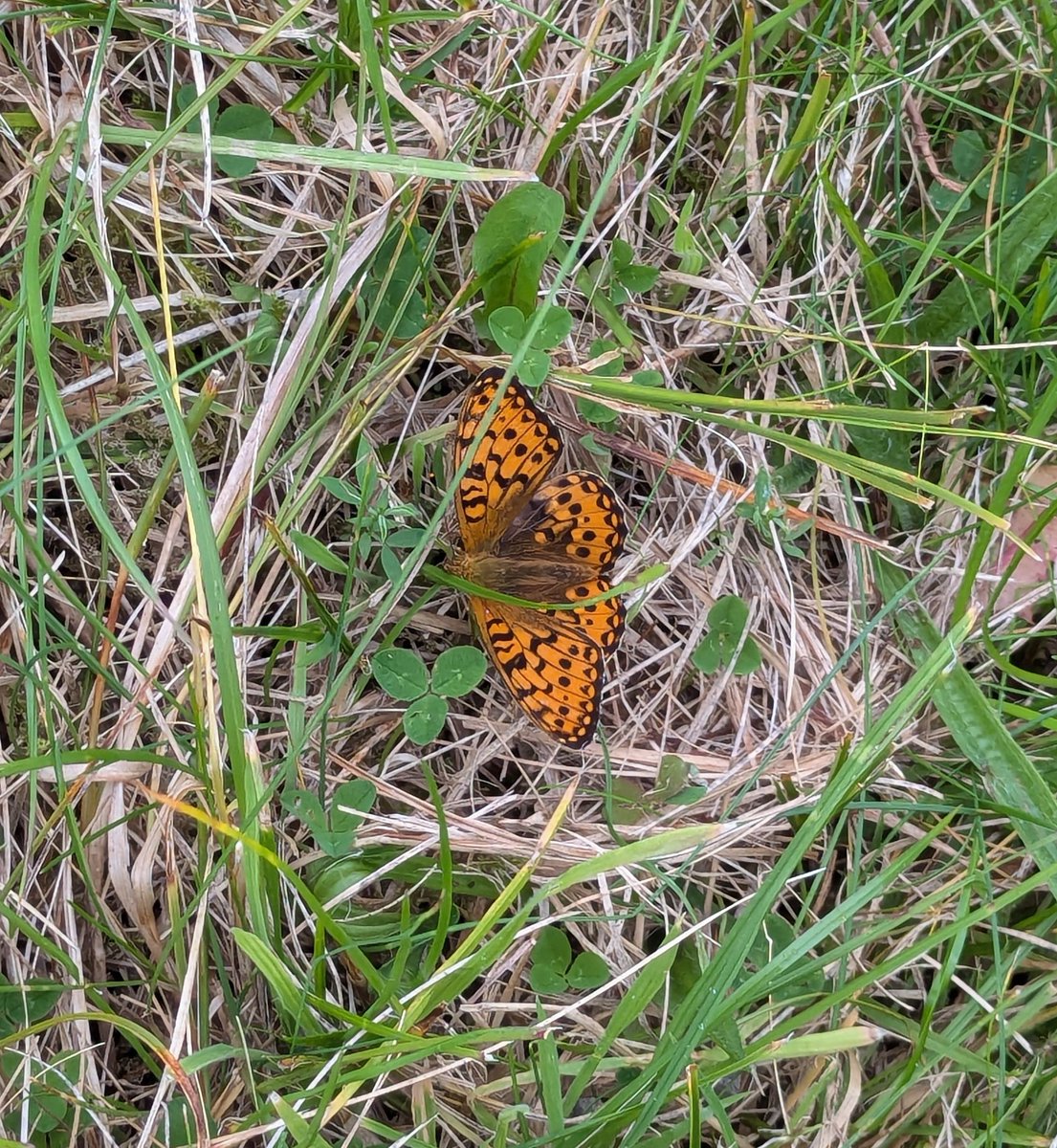 RedRiverCroft's tweet image. Dear butterfly friends... can anyone ID this beauty for me please?
Possibly heath fritillary?