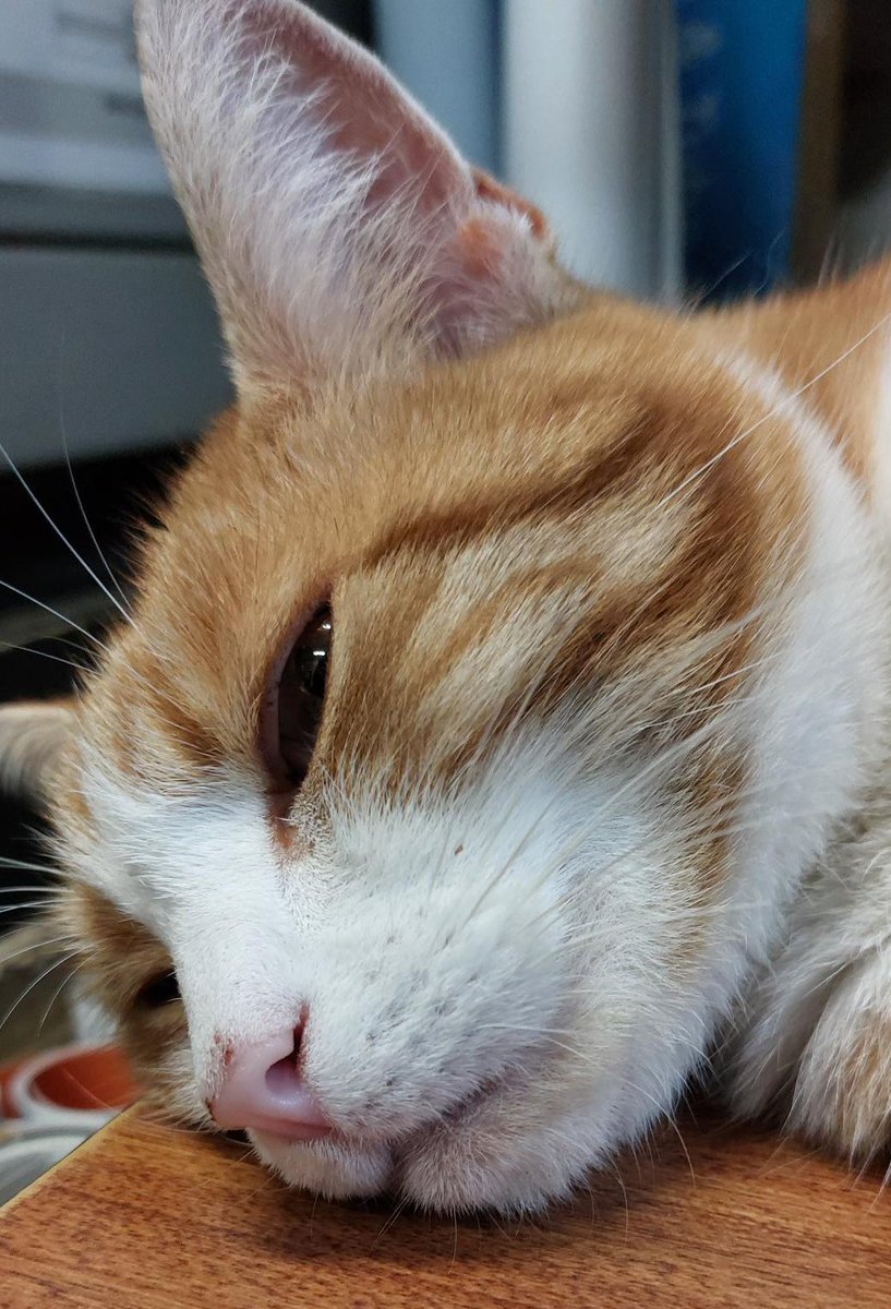 Night night sweet dreamies 

You are enough.
Not “when.”
Not “if.”
Not “once you’ve…”
Not “as long as…”
No exceptions.
No conditions.
You are already enough. 

Just as you are.

 #Cat #CatsOnTwitter #CatsOfTwitter