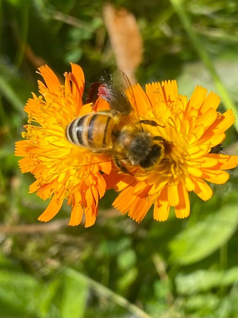 Honeybee in our garden today. Makes your heart sing.