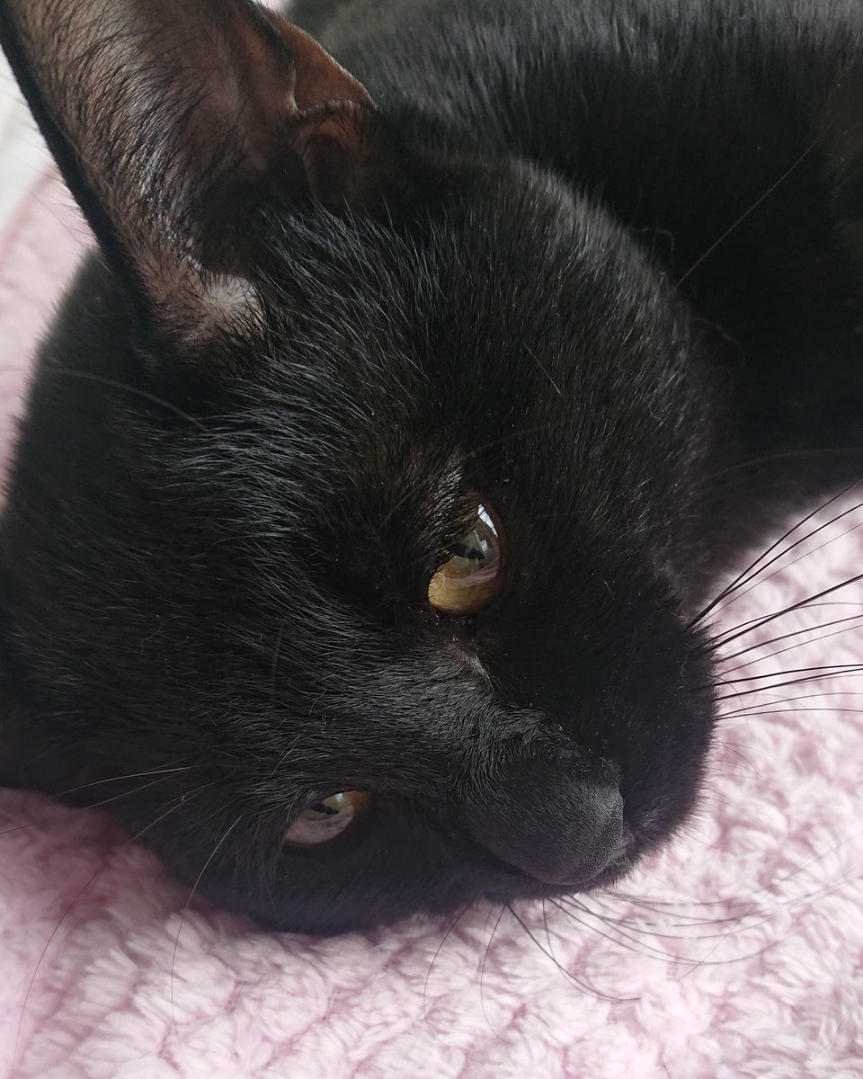 arca20220921's tweet image. アンニュイのもお好き？