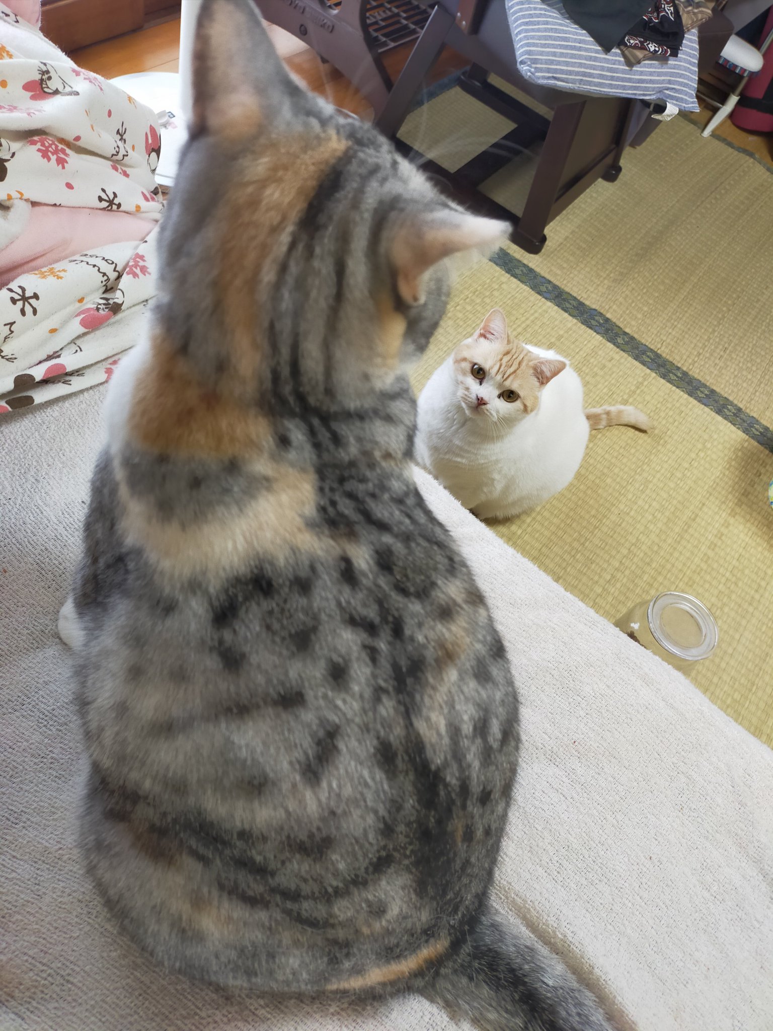 まさまさ(猫) on X: 